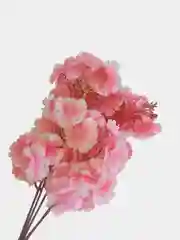 Кораллово-розовый искуственные цветы "Сакура", розовая, белая, желтая
