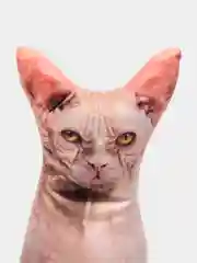 Кремовый мягкая подушка Кошка/Кот, реалистичная