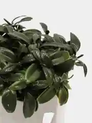 Молочный искусственная трава осока, самшит в гипсовом кашпо