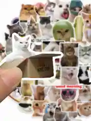 Зеленый наклейки-стикеры "Котики и лапки котят". Стикерпак с милыми котами для девочек, мемы, таро