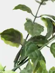 Золотистый хаки искусственные цветы