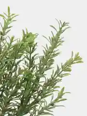 Белый искусственные цветы