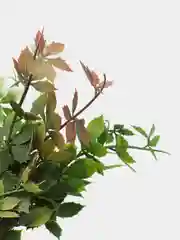 Желтый искусственные цветы