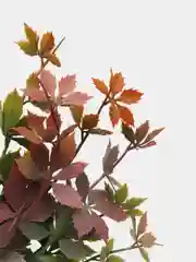 Зеленый искусственные цветы