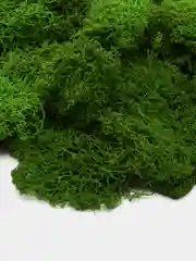 Зеленый мох стабилизированный для декора,кашпо