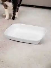 Белый лоток для кошек и собак с сеткой