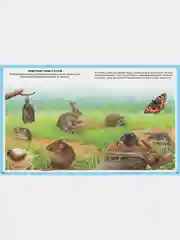Животные