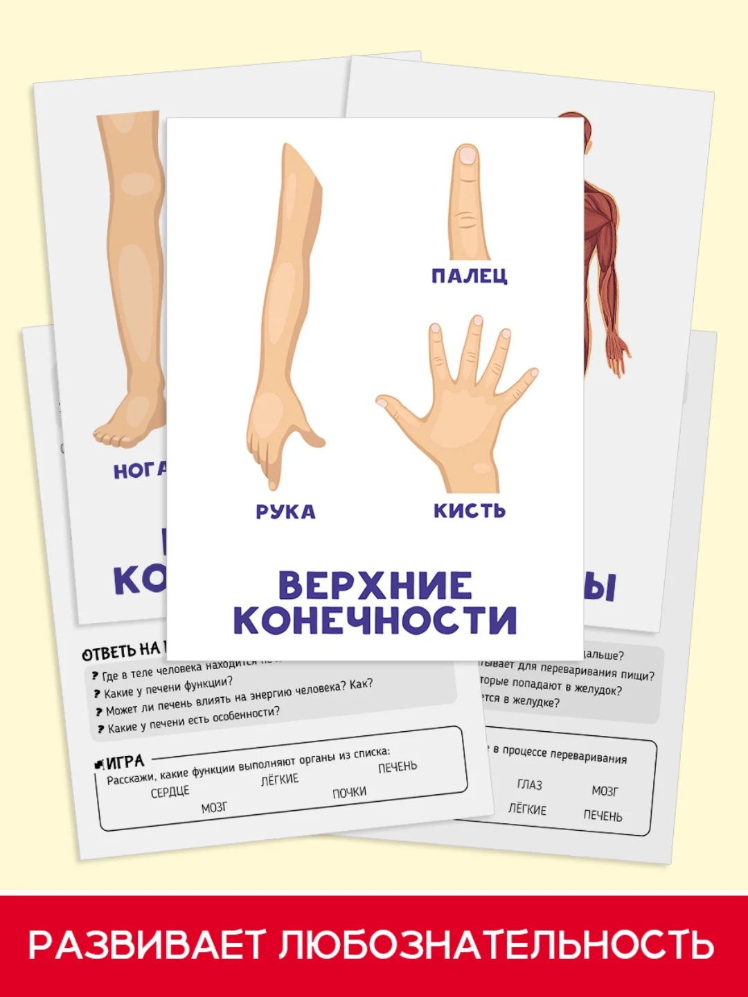 Салатовый карточки обучающие для детей двусторонние 16 шт., 170х265 мм. Проф-Пресс