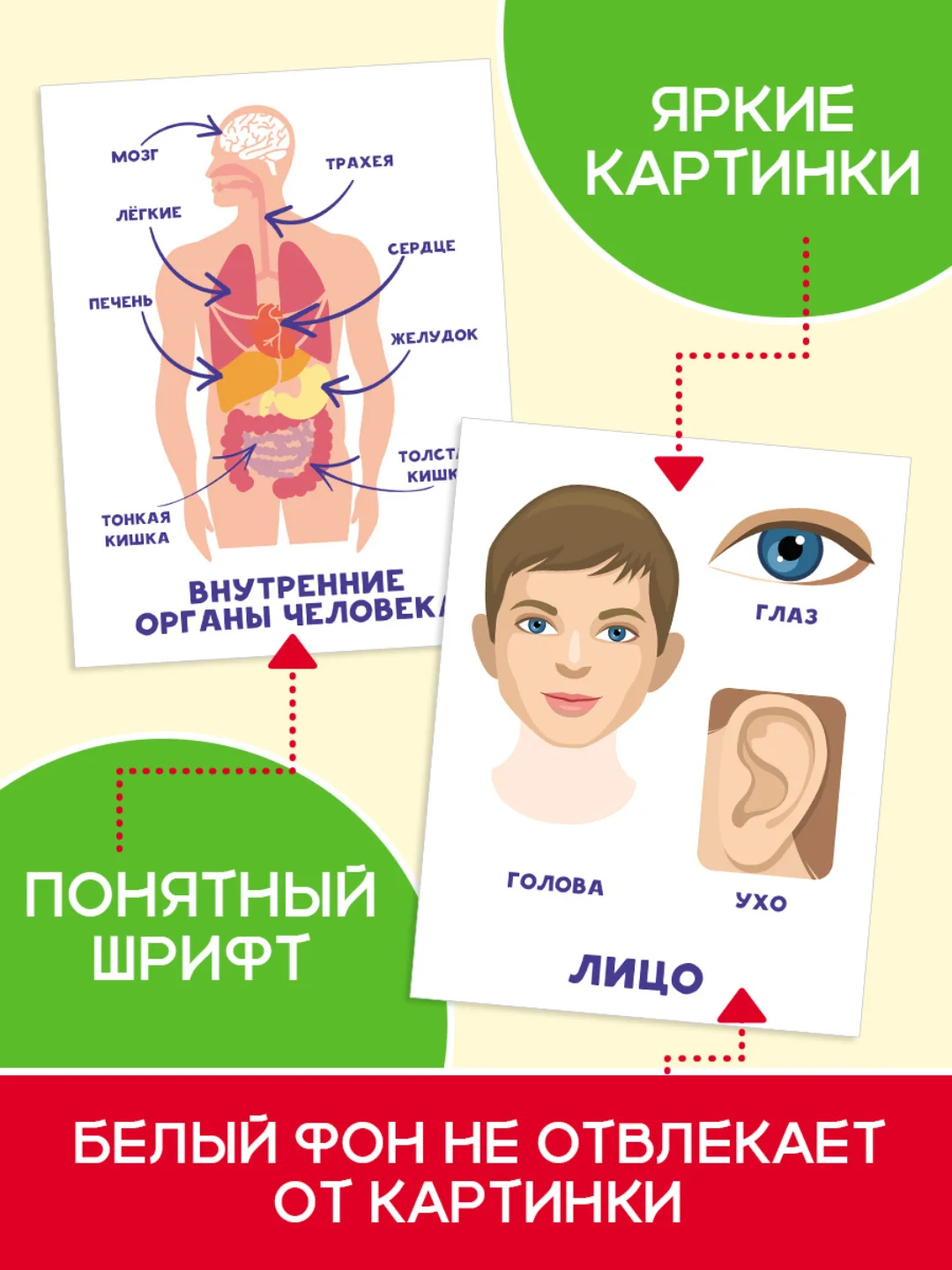 Салатовый карточки обучающие для детей двусторонние 16 шт., 170х265 мм. Проф-Пресс
