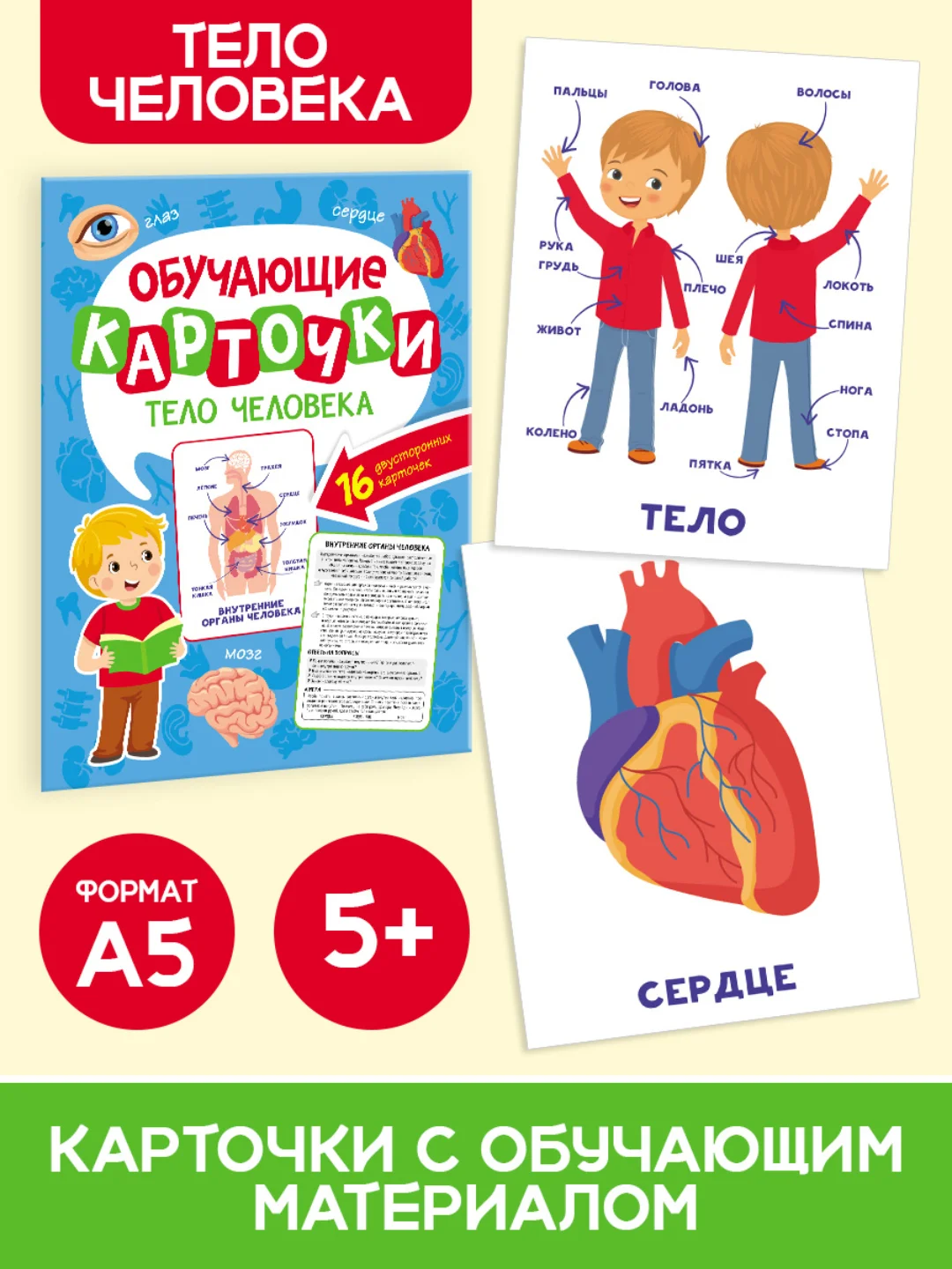 Салатовый карточки обучающие для детей двусторонние 16 шт., 170х265 мм. Проф-Пресс