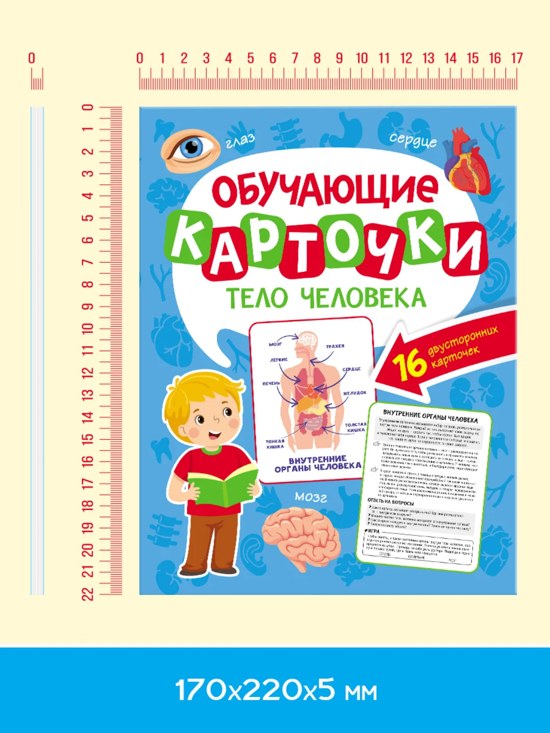 Салатовый карточки обучающие для детей двусторонние 16 шт., 170х265 мм. Проф-Пресс