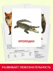 Бирюзовый карточки обучающие для детей двусторонние 16 шт., 170х265 мм. Проф-Пресс