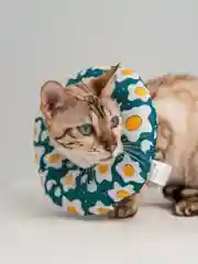 Защитный воротник для кошек и собак ветеринарный, мягкий