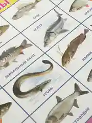 Голубой плакат Обитатели морей и океанов. Рыбы речные. Наглядное пособие для детского сада и школы