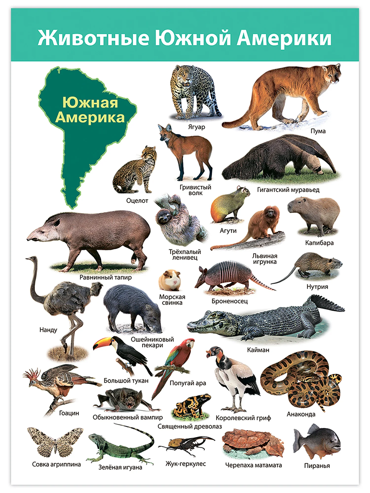 Комплект плакатов Дрофа-Медиа "Животные мира"