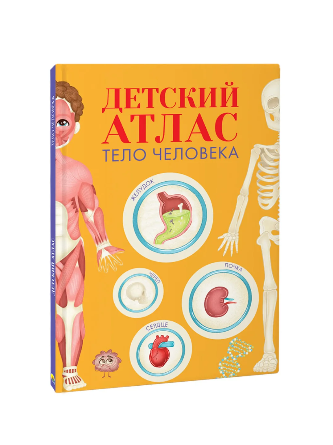 Энциклопедия для детей. Детский Атлас "Тело человека" 48 стр. 236 х 336 мм. Проф-Пресс