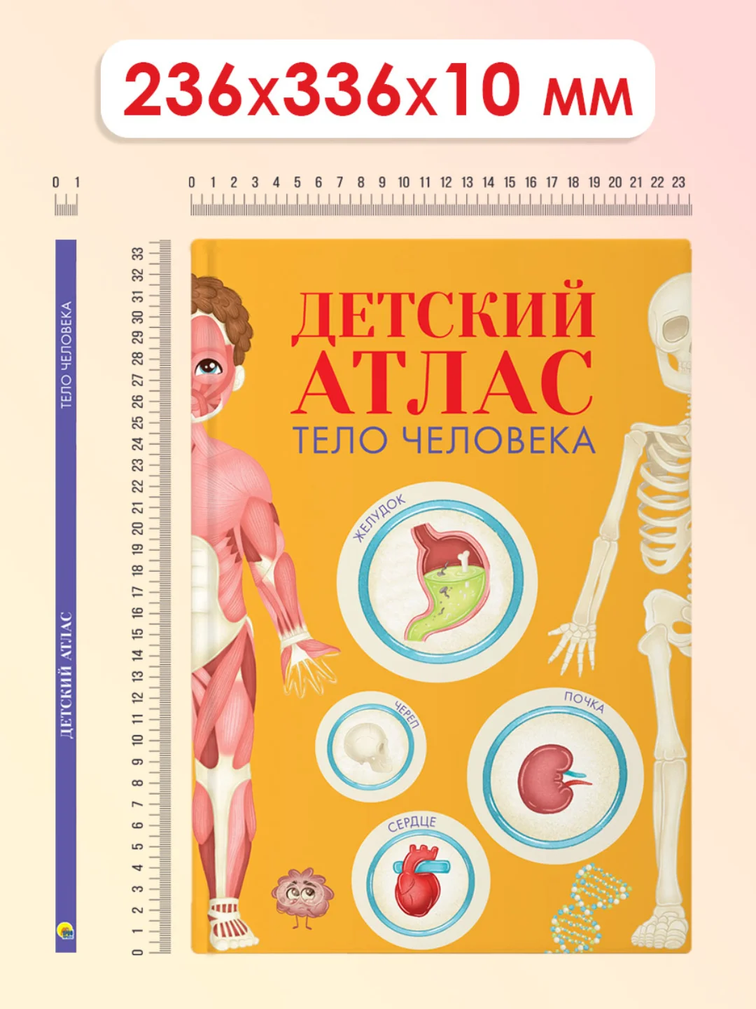 Энциклопедия для детей. Детский Атлас "Тело человека" 48 стр. 236 х 336 мм. Проф-Пресс