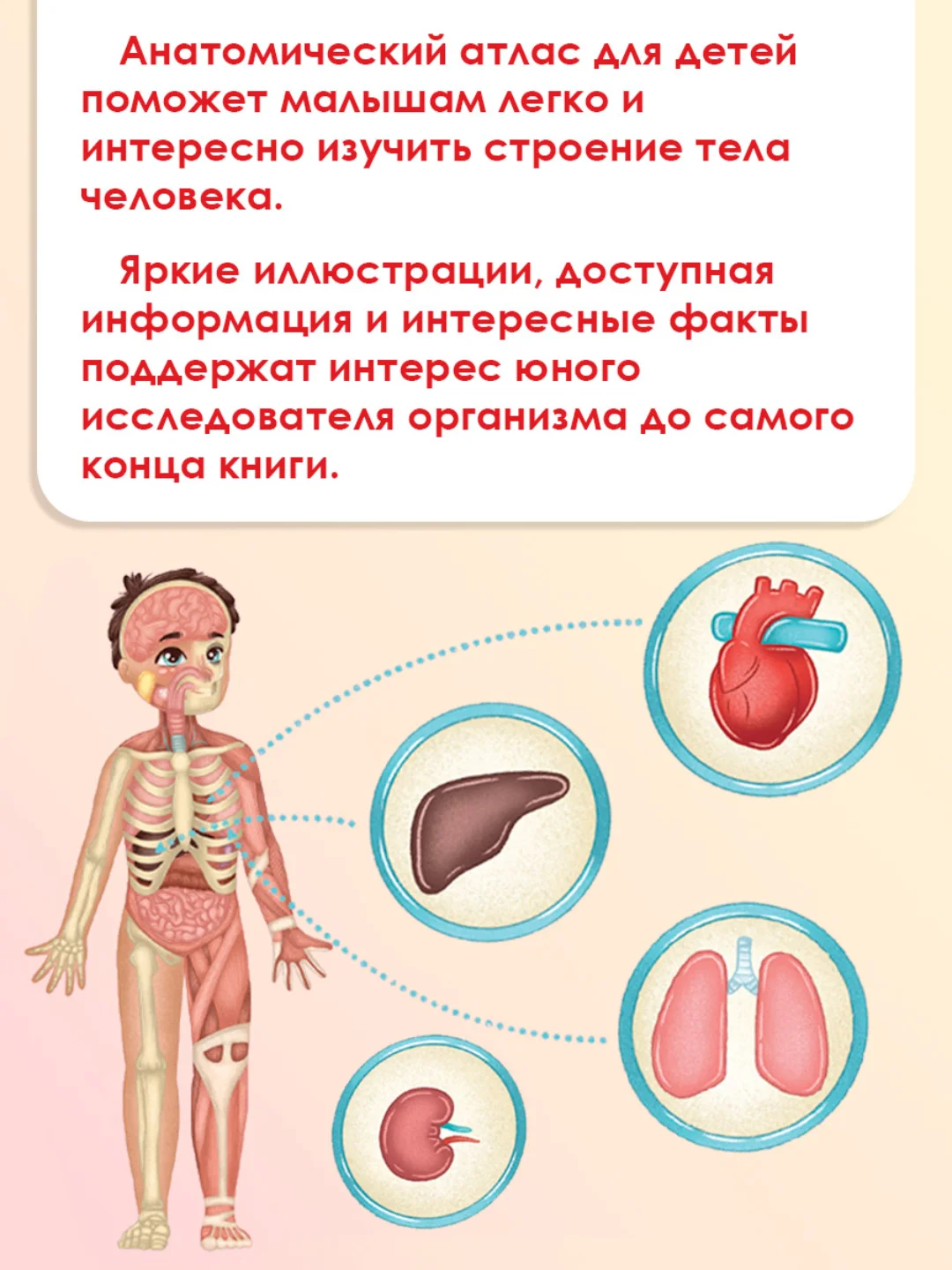 Энциклопедия для детей. Детский Атлас "Тело человека" 48 стр. 236 х 336 мм. Проф-Пресс