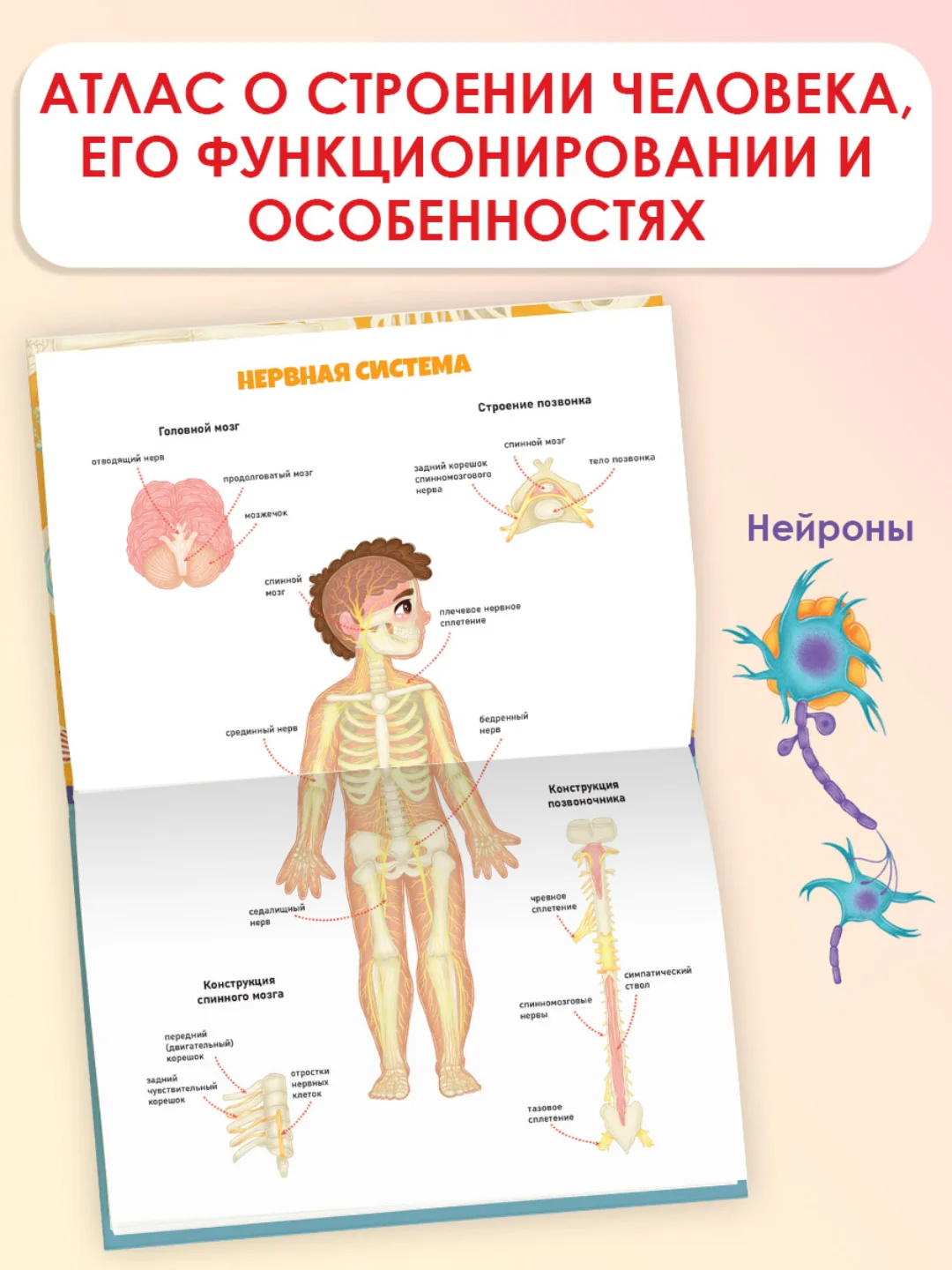 Энциклопедия для детей. Детский Атлас "Тело человека" 48 стр. 236 х 336 мм. Проф-Пресс