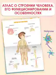 Энциклопедия для детей. Детский Атлас "Тело человека" 48 стр. 236 х 336 мм. Проф-Пресс