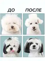 Розовый набор цветных ножниц для стрижки волос и шерсти домашних животных из нержавеющей стали