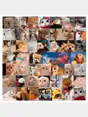 Голубой наклейки-стикеры котики мемы, 50 штук. Стикерпак с котиками и собачками, скрапбукинг. Таро