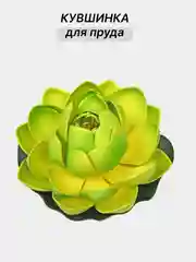 Зеленый кувшинки садовые для пруда