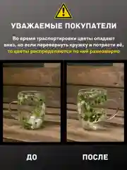 Лесной зеленый кружка с двойным дном и стеклом с сухоцветами внутри 350 мл