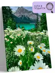 Картина по номерам на холсте с подрамником 40*50, "Альпийская ромашка"