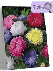 Картина по номерам на холсте с подрамником 40*50  "Астры"