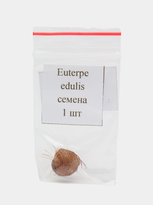 Эвтерпа (Euterpe edulis) семена 1 шт