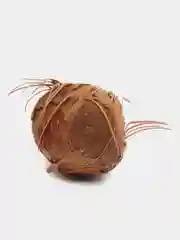 Эвтерпа (Euterpe edulis) семена 1 шт