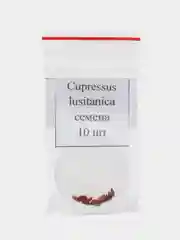 Семена кипариса Мексиканского Cupressus Lusitanica, 10 штук