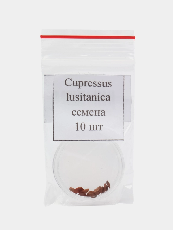 Семена кипариса Мексиканского Cupressus Lusitanica, 10 штук