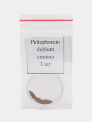 Peltophorum dubium - семена 3 шт