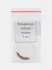 Peltophorum dubium - семена 3 шт