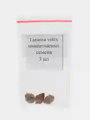 Taruma vitex montevidensis - семена 3 шт