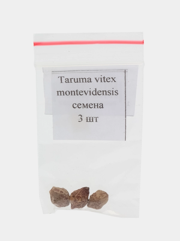 Taruma vitex montevidensis - семена 3 шт