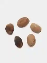 Семена зизифуса жoазейро ( Ziziphus Joazeiro) 5 шт