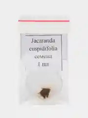 Жакаранда мимизолистная Jacaranda cuspidifolia - семена 1 шт