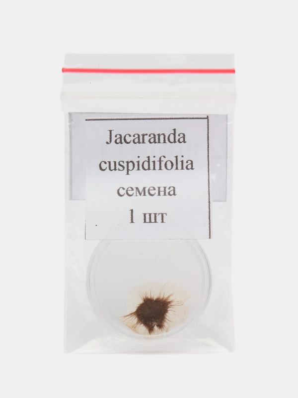 Жакаранда мимизолистная Jacaranda cuspidifolia - семена 1 шт