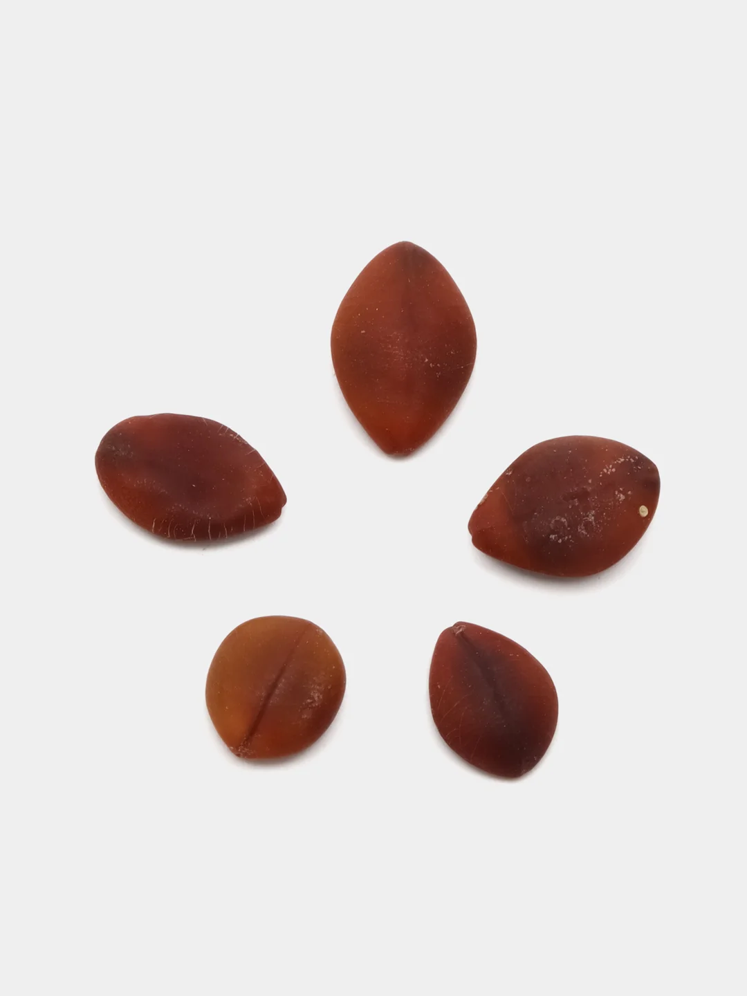Barbatimo Cassia leptophylla (фогель) семена 5 шт