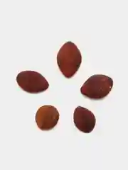 Barbatimo Cassia leptophylla (фогель) семена 5 шт