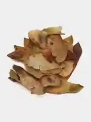 Японский желтый клен Семена бонсай 10 шт