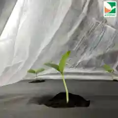 Белый укрывной Агротекс 30 1.6*10м