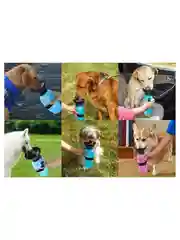 Бутылка поилка для собак, кошек и животных
