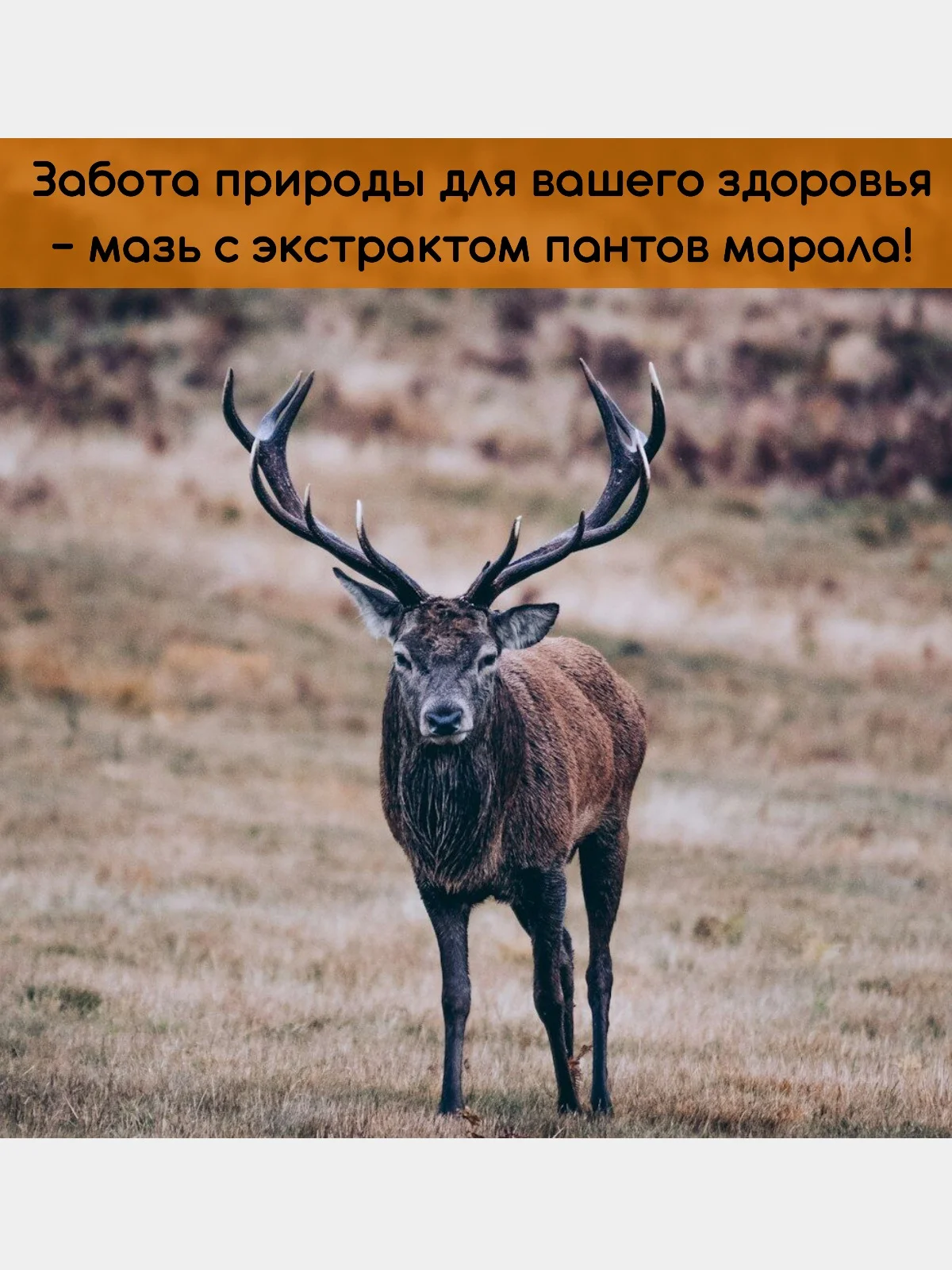 Экстракт ПАНТЫ МАРАЛА от простатита, повышает потенцию 100гр(воск)