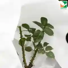 Зимнее укрытие для цветущих кустарников Агротекс 100