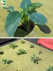 Комплект для капусты Агротекс