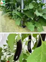 Комплект для баклажанов Агротекс